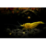 Neocaridina Davidi Golden Back Yellow