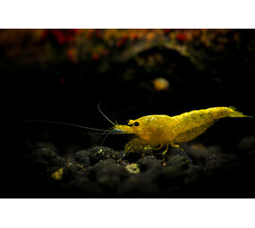 Neocaridina Davidi Golden Back Yellow