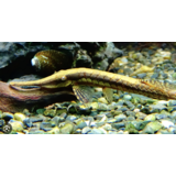 Farlowella Acus Farlowella Acus