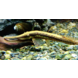 Farlowella Acus Farlowella Acus