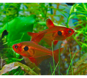 Megalamphodus Sweglesi