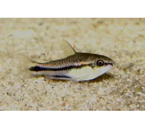Corydoras Pygmaeus