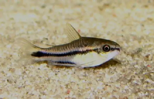 Corydoras Pygmaeus Corydoras Pygmaeus