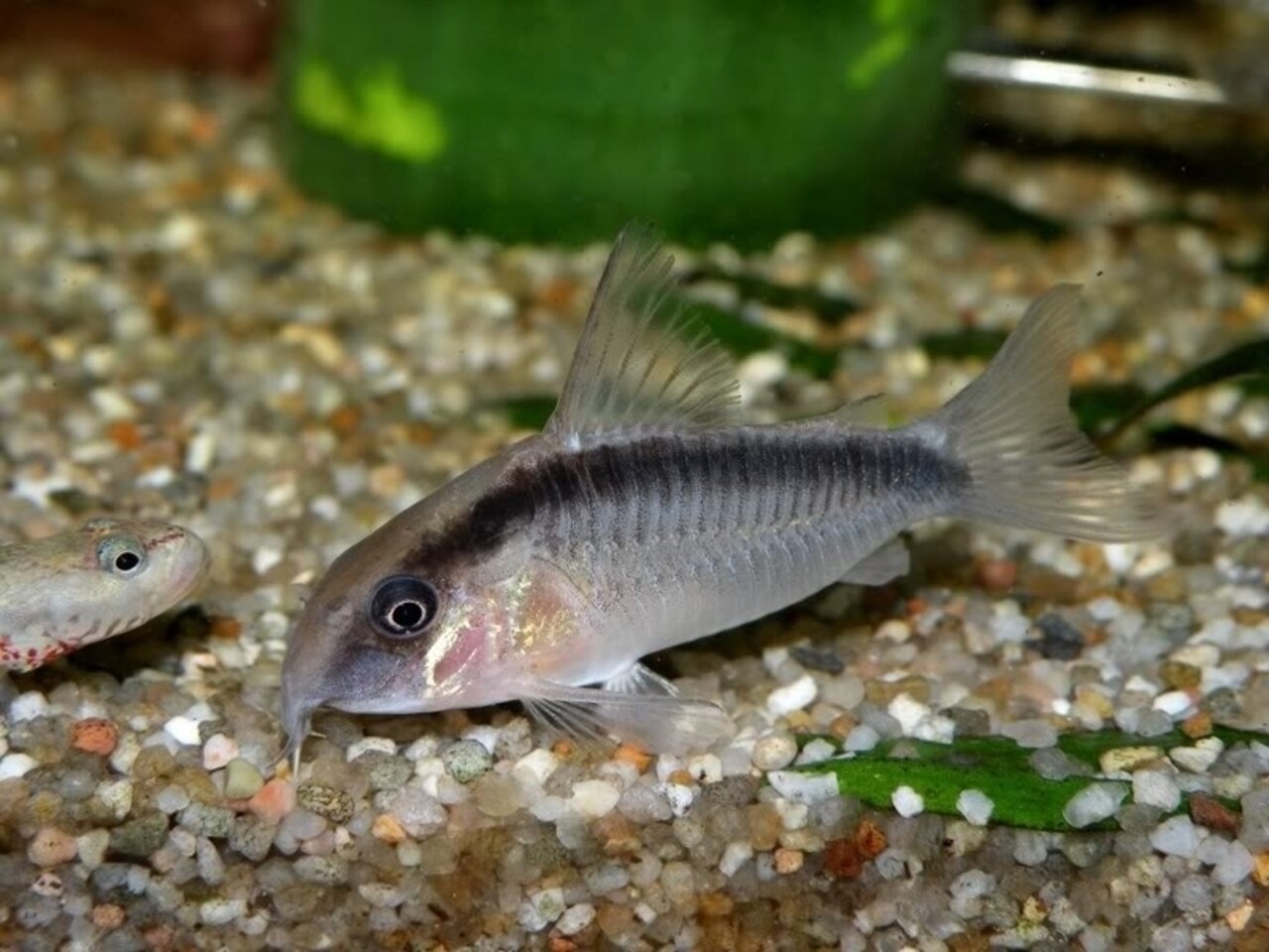 Corydoras Arcuatus