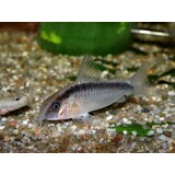 Corydoras Arcuatus