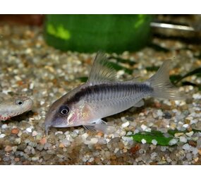 Corydoras Arcuatus