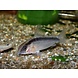 Corydoras Arcuatus Corydoras Arcuatus