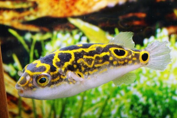 Dichotomyctere Ocellatus