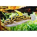 Dichotomyctere Ocellatus Dichotomyctere Ocellatus