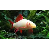 Labeo Frenatus Albino Labeo Frenatus Albino