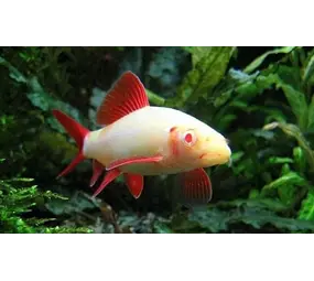 Labeo Frenatus Albino Labeo Frenatus Albino