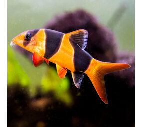 Botia Macracantha Botia Macracantha