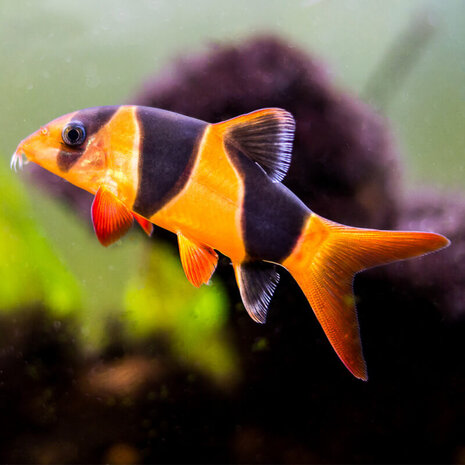 Botia Macracantha Botia Macracantha