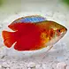Colisa Lalia Red L Colisa Lalia Red L