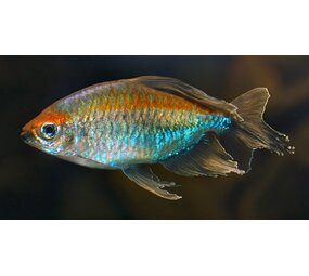 Phenacogrammus Interruptus Phenacogrammus Interruptus