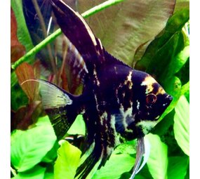 Pterophyllum Scalare Marmer zwart