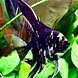Pterophyllum Scalare Marmer zwart Pterophyllum Scalare Marmer zwart