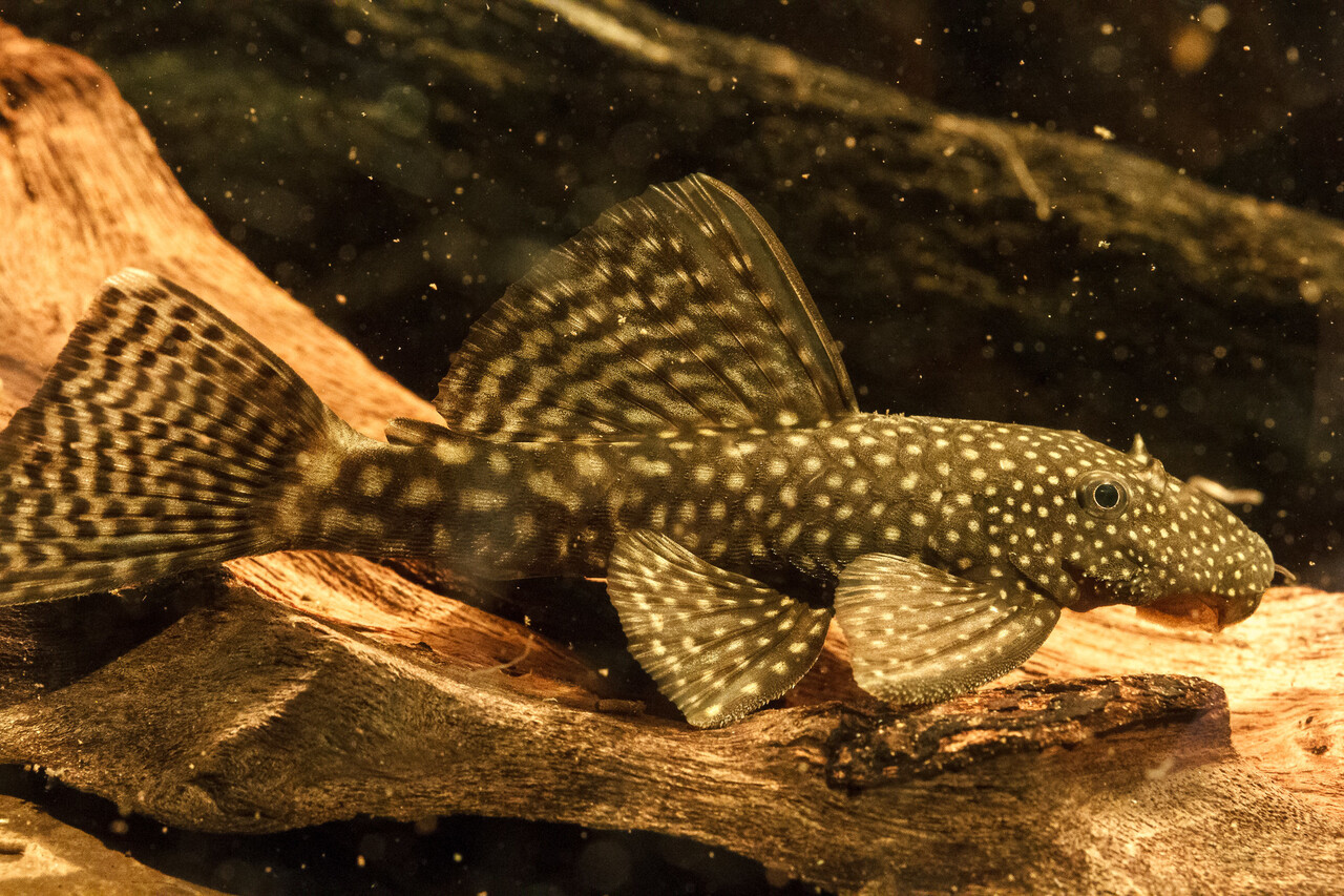 Ancistrus Temmincki Ancistrus Temmincki