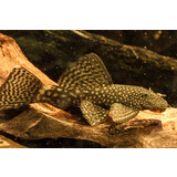 Ancistrus Temmincki Ancistrus Temmincki