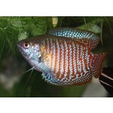 Colisa Lalia Colisa Lalia