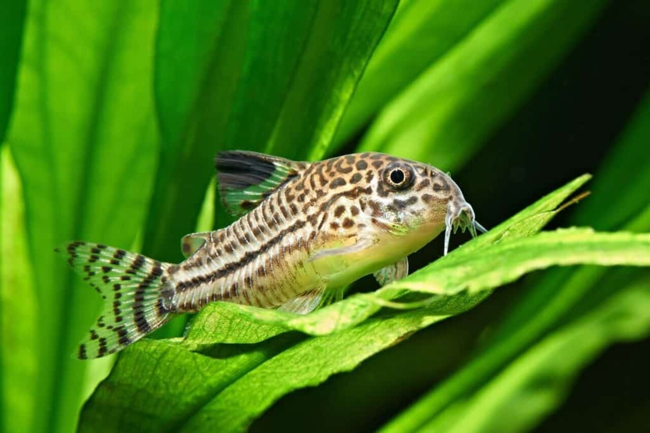 Corydoras Julii