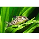 Corydoras Julii Corydoras Julii
