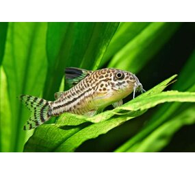 Corydoras Julii Corydoras Julii