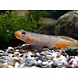 Stiphodon Red Lips Stiphodon Red Lips