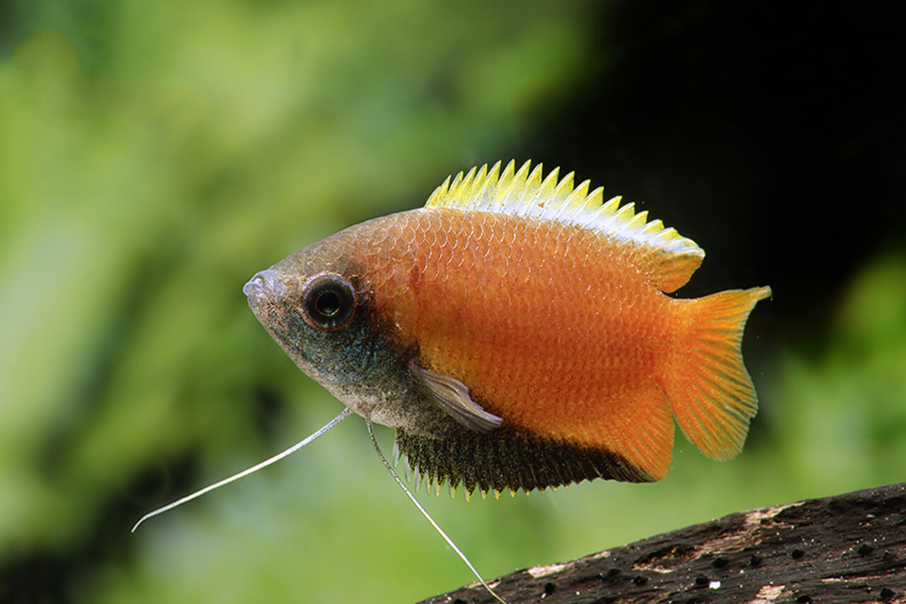 Colisa Chuna Colisa Chuna