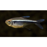 Hyphessobrycon Herbertaxelrodi Hyphessobrycon Herbertaxelrodi