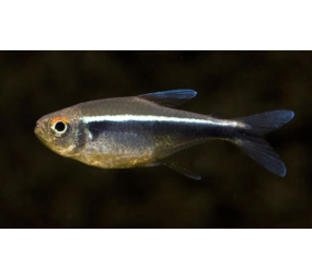 Hyphessobrycon Herbertaxelrodi Hyphessobrycon Herbertaxelrodi