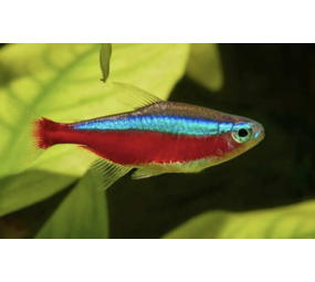 Cheirodon Axelrodi Groot