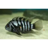 Cichlasoma Nigrofasciatum