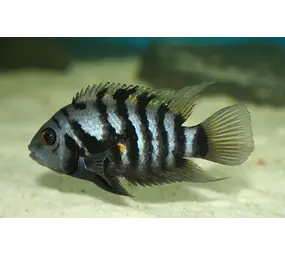 Cichlasoma Nigrofasciatum Cichlasoma Nigrofasciatum