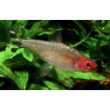 Hemigrammus Bleheri Hemigrammus Bleheri