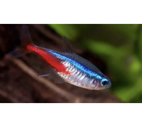 Hypessobrycon Innesi