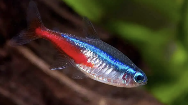 Hypessobrycon Innesi