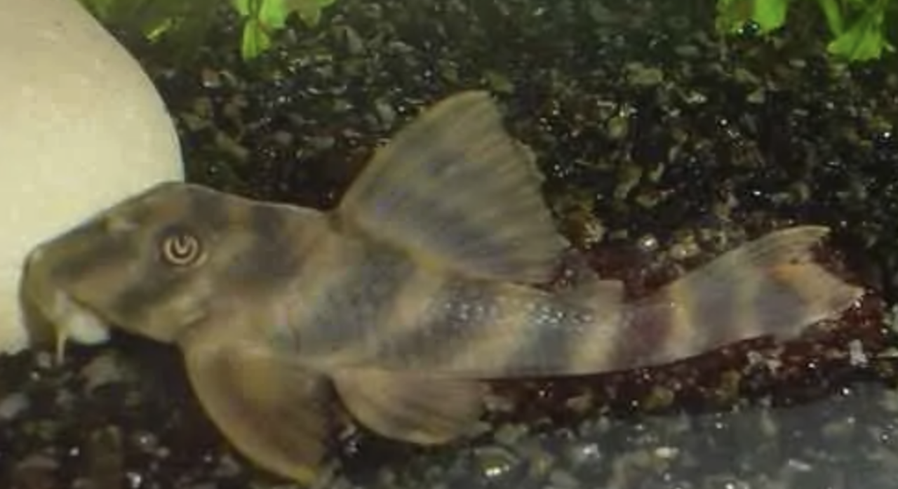 Peckoltia Vittata Peckoltia Vittata