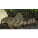 Peckoltia Vittata Peckoltia Vittata