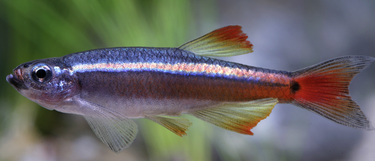 Tanichthys Albonubes Tanichthys Albonubes