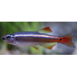 Tanichthys Albonubes Tanichthys Albonubes