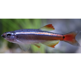 Tanichthys Albonubes Tanichthys Albonubes