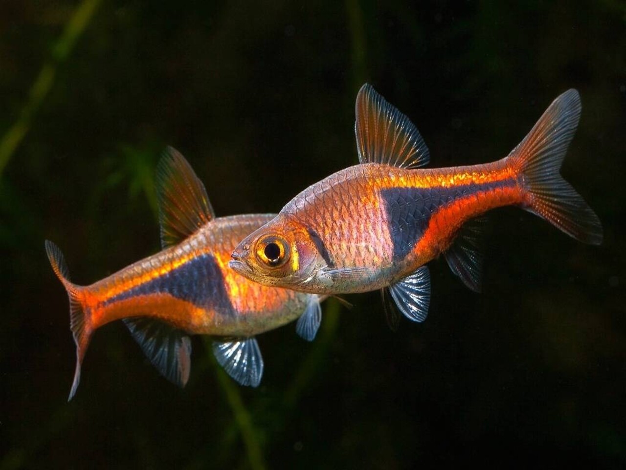 Rasbora Heteromorpha