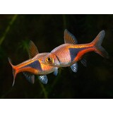 Rasbora Heteromorpha Rasbora Heteromorpha