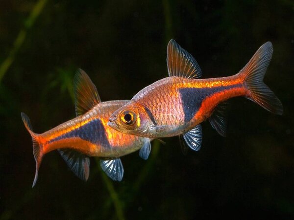 Rasbora Heteromorpha