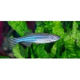 Brachydanio Rerio Brachydanio Rerio