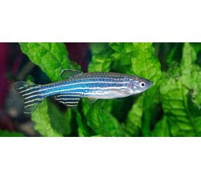 Brachydanio Rerio Brachydanio Rerio