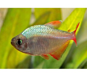 Moenkhausia Colombianus Moenkhausia Colombianus