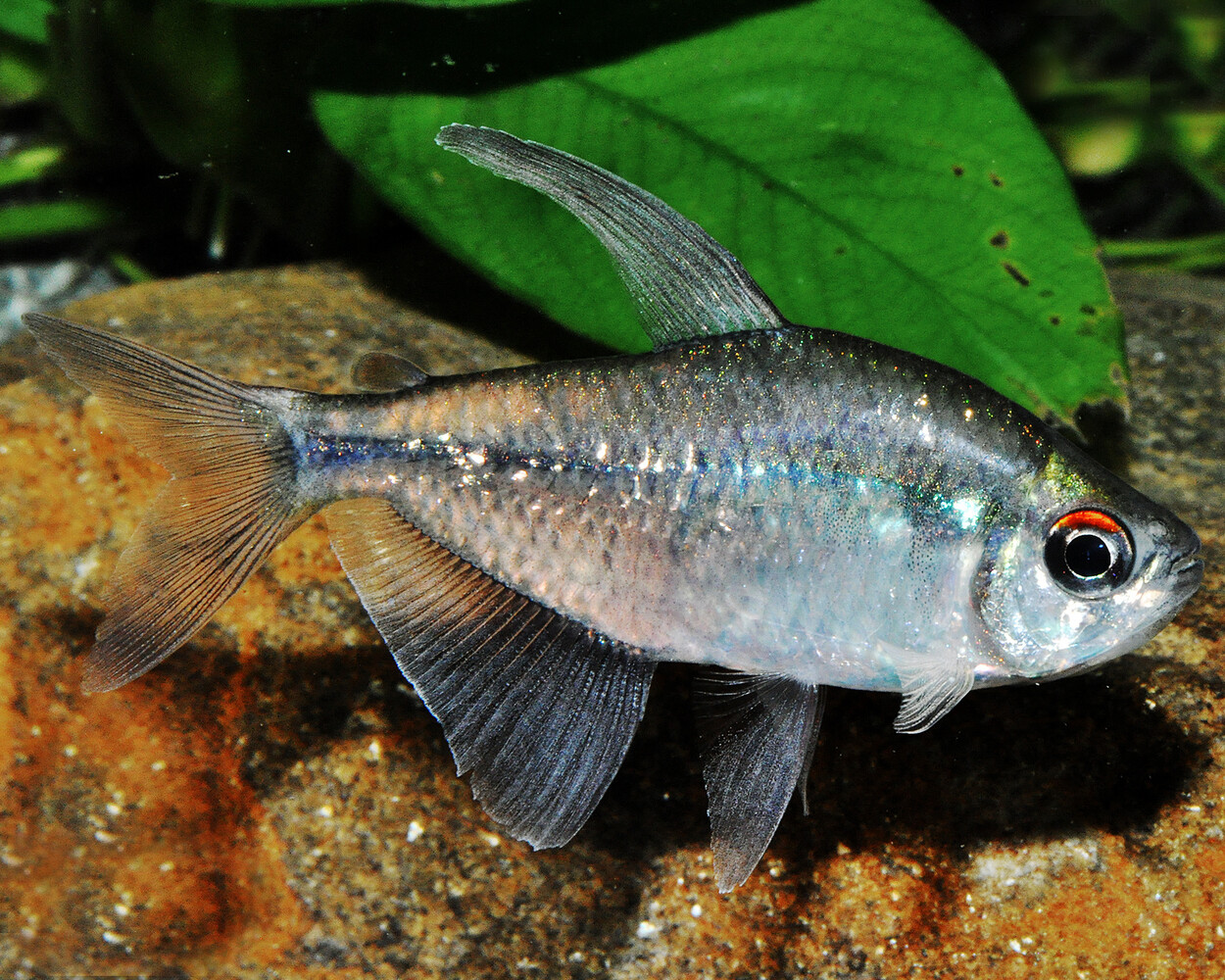 Moenkhausia Pitteri Moenkhausia Pitteri