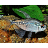 Moenkhausia Pitteri Moenkhausia Pitteri